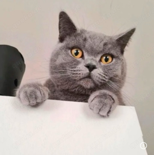 reinrassiger bkh deckkater   Deckung   Paarung Bild 2