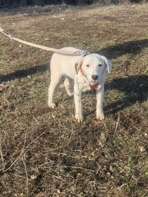 Jack Russel Mix Dany