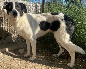 Neville, geb. ca. 03 2019, lebt in GRIECHENLAND, im städt. Tierheim Serres Bild 8