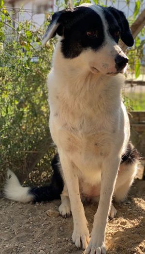 Neville, geb. ca. 03 2019, lebt in GRIECHENLAND, im städt. Tierheim Serres Bild 5