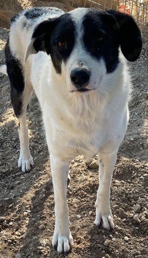 Neville, geb. ca. 03 2019, lebt in GRIECHENLAND, im städt. Tierheim Serres Bild 2