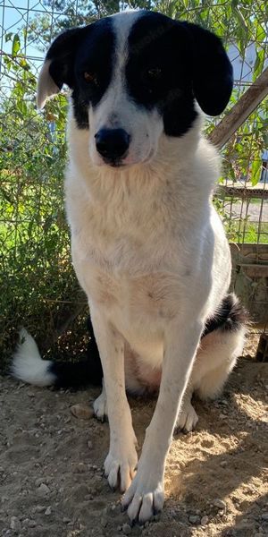 Neville, geb. ca. 03 2019, lebt in GRIECHENLAND, im städt. Tierheim Serres Bild 10