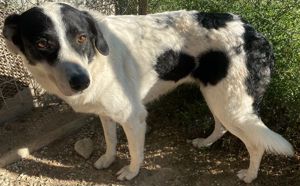 Neville, geb. ca. 03 2019, lebt in GRIECHENLAND, im städt. Tierheim Serres Bild 7