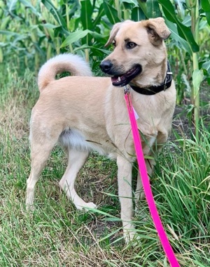 Fanta, geb. ca. 05 2017, lebt bei einer Familie in 48317 Drensteinfurt