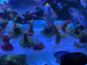 Korallen Acropora Pikachu Echinata Meerwasser