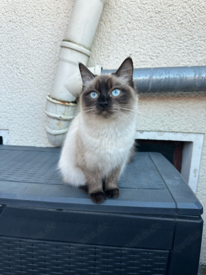 Wunderschöner Ragdoll Mix sucht liebevolles Zuhause