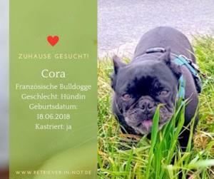 Französische Bulldogge Cora sucht ihr Für-immer Zuhause 