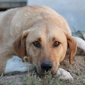 Lanelle, geb. 06 2016, lebt in GRIECHENLAND ,im städt. Tierheim Serres