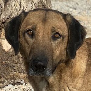 Sheryl, geb. ca. 01 2017, lebt in GRIECHENLAND, im städt. Tierheim Serres