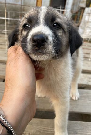 Grace, geb. ca. 08 2022, lebt in GRIECHENLAND, auf einer privaten Pflegestelle Bild 5