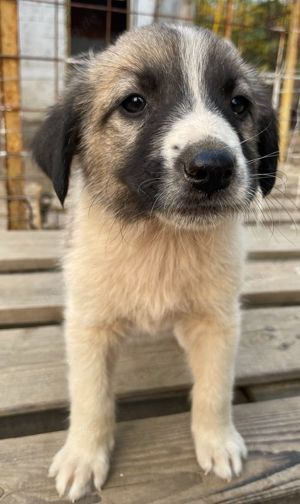 Grace, geb. ca. 08 2022, lebt in GRIECHENLAND, auf einer privaten Pflegestelle Bild 6