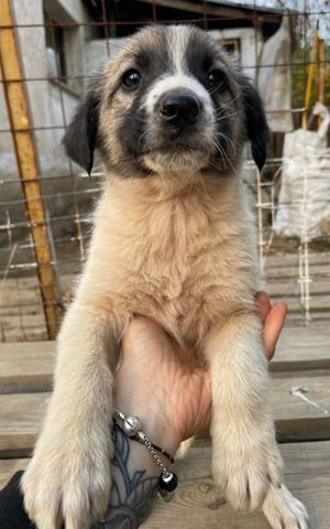 Grace, geb. ca. 08 2022, lebt in GRIECHENLAND, auf einer privaten Pflegestelle Bild 3