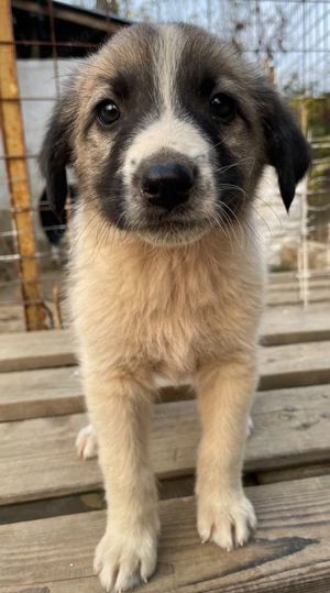 Grace, geb. ca. 08 2022, lebt in GRIECHENLAND, auf einer privaten Pflegestelle Bild 2