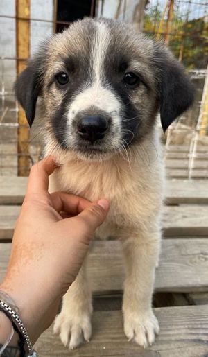 Grace, geb. ca. 08 2022, lebt in GRIECHENLAND, auf einer privaten Pflegestelle Bild 7