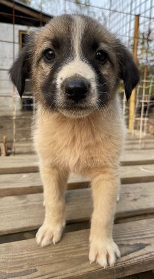 Grace, geb. ca. 08 2022, lebt in GRIECHENLAND, auf einer privaten Pflegestelle Bild 10