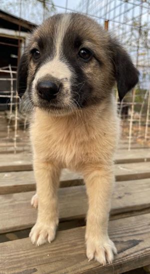 Grace, geb. ca. 08 2022, lebt in GRIECHENLAND, auf einer privaten Pflegestelle Bild 8