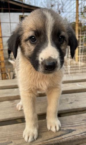 Grace, geb. ca. 08 2022, lebt in GRIECHENLAND, auf einer privaten Pflegestelle Bild 9