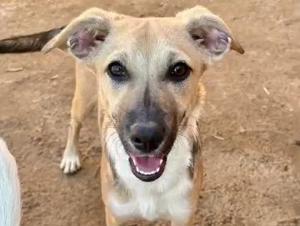 Bonita - Zuckerschock 