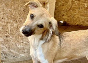 Polly ist auch noch im Tierheim