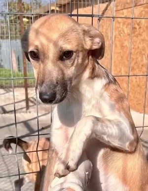 Polly ist auch noch im Tierheim Bild 5