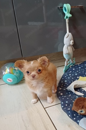 Chihuahua Welpen 