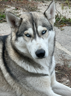 husky hündin