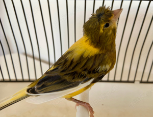 Harlekin Kanarienvögel mit Haube - Weiblich