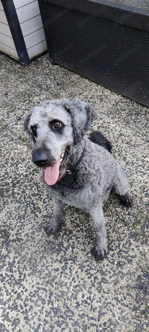 Labradoodle Rüde, Familienhund