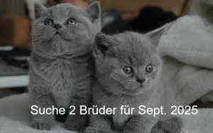 Wir suchen für September 2025 BKH Kitten in blau Brüderpaar 2 Kater