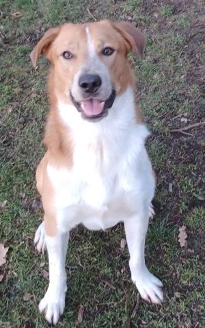 Buddy - hofft auf ein Happy-Home  Bild 2