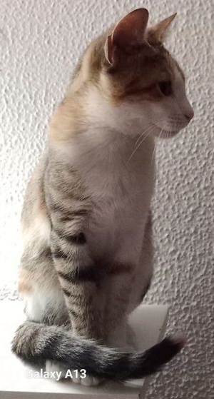 Lucinda, geb. ca. 04 2024, lebt in GRIECHENLAND, auf einer privaten Pflegestelle  Bild 8