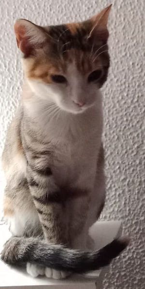 Lucinda, geb. ca. 04 2024, lebt in GRIECHENLAND, auf einer privaten Pflegestelle  Bild 7