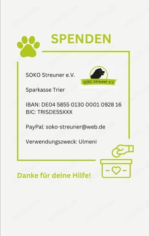 MIKRULI - Ruhig und verschmust wartet auf sein Ticket ins Glück Bild 4