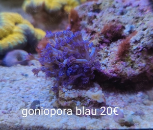 goniopora blau