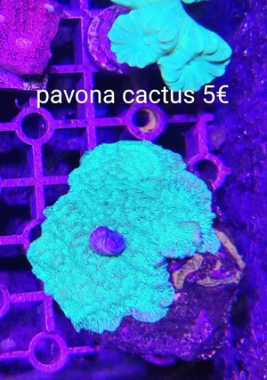 pavona cactus 