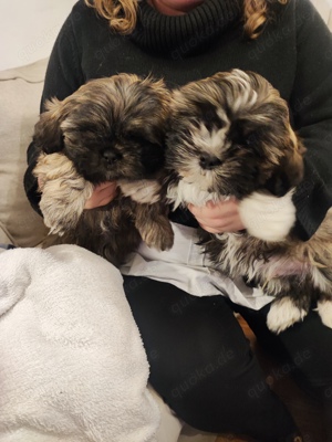 Zwei Shih-Tzu Mix Welpen (Rüden)