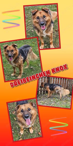 Dreibeinchen Knox wartet aufs Wunder!