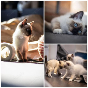 Wurfankündigung: Siam-Heilige Birma Kitten
