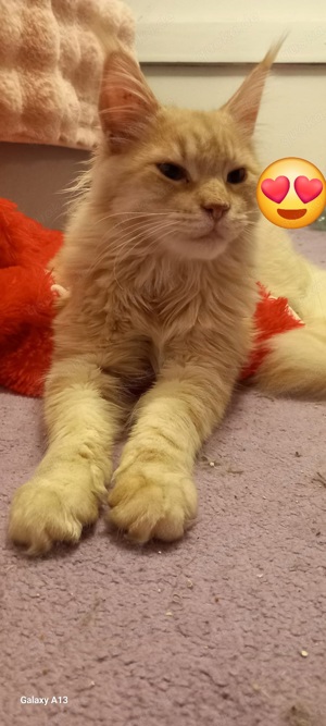 Maine Coon XL suchen ein liebes zuhause 