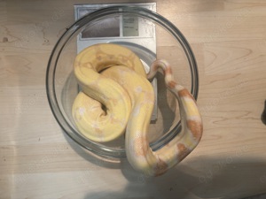 1.0 Boa constrictor imperator "Albino". Tausche auch gegen Pfeilgiftfrösche