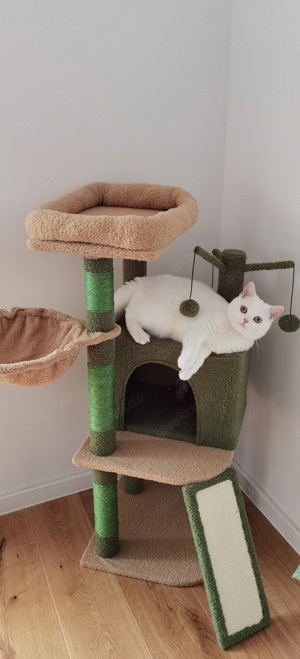 Goldener Britisch Kurzhaar Kater gesucht zum Decken