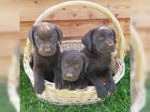 Süße Labrador Retriever Welpen!!