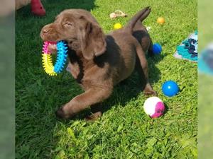 Süße Labrador Retriever Welpen!!