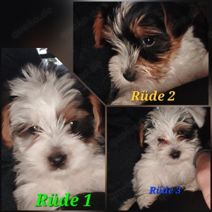 Biewer Yorkshire Terrier 