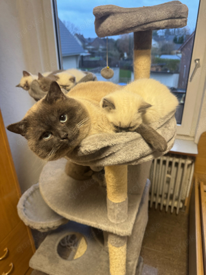 BKH Deckkater nicht zum verkaufen  Bild 2