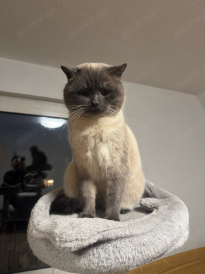 BKH Deckkater nicht zum verkaufen 