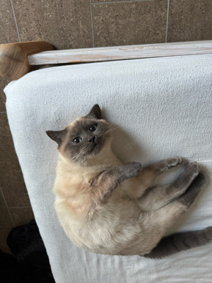 BKH Deckkater nicht zum verkaufen  Bild 3