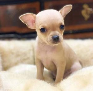 Chihuahua-Welpen zur Adoption