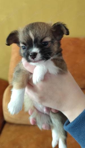 Chihuahua Welpen 