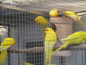 Ziegensittiche in goldgelb abzugeben